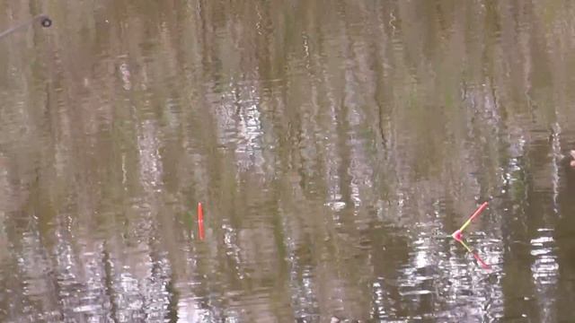 Рыбалка на МАКАРОНЫ или жорство карася смотреть онлайн