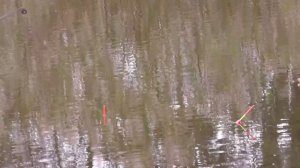 Рыбалка на МАКАРОНЫ или жорство карася