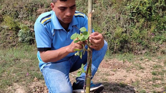 कीवी के पौधों को कैसे सिधाएँ। Kiwi ke plants ko support kaise de. How to trains kiwi plants. смотреть онлайн