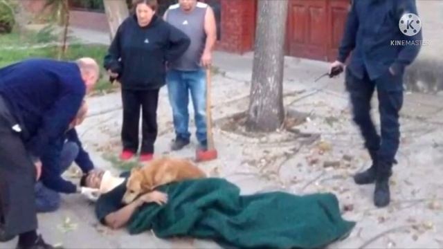 Никому никогда тебя не отдам! Собака обняла парня лапами и не сдвинулся с места… Невероятно смотреть онлайн