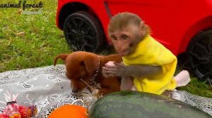 Так МИЛО! Обезьянка Люська чистит зубы и играет с утятами и собирает арбузы со щенками