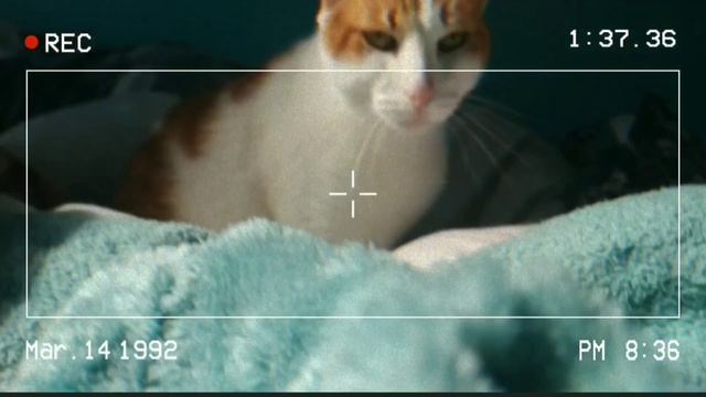 БЕЗДЕЛЬБЕРИС - ПЬЯНЫЙ КОТ БЕЗДЕЛЬНИК - Смешные Коты FUNNYCATS смотреть онлайн