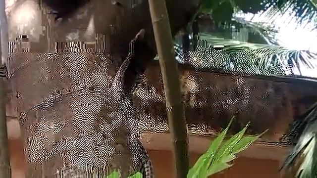 Real python caught?? смотреть онлайн