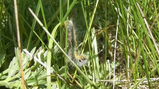 Гусеница. Коконопряд клеверный( Lasiocampa trifolii ) смотреть онлайн
