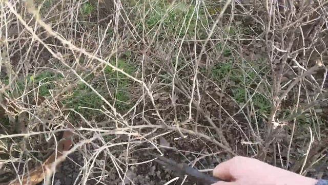 ОБРЕЗКА КРЫЖОВНИКА! КАК ОБРЕЗАТЬ КРЫЖОВНИК. смотреть онлайн