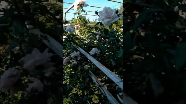 #shorts Цветущие розы, "Нью Дауни". Октябрь 2021. смотреть онлайн