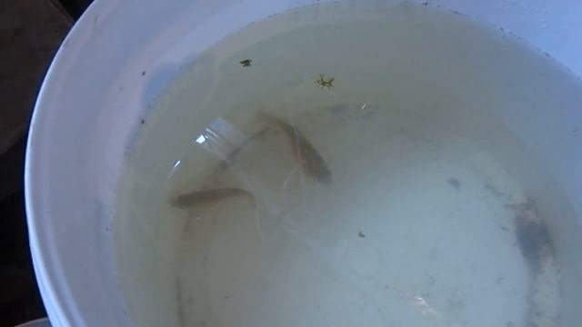 Малёк тигрового меченосца. кормление желтком без проблем. смотреть онлайн