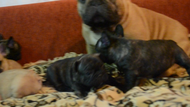 щенки  французского бульдога 37 дней