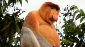 Носач. Видели такой нос???