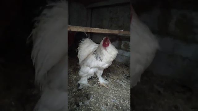 МОИ КУРЫ НА ПРОДАЖУ. #КУРЫ #БРАМА #КОХИНХИН смотреть онлайн