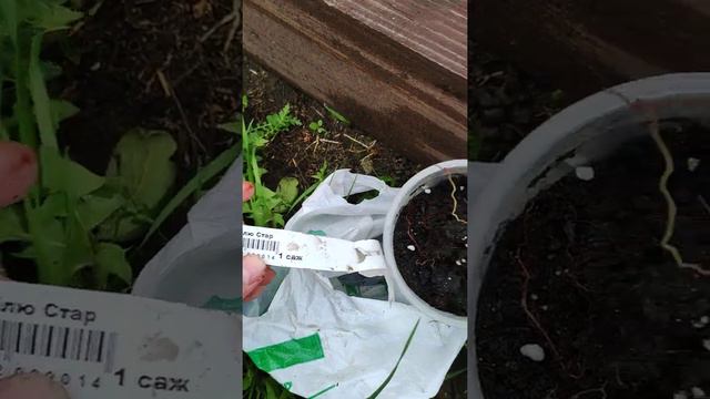 Отзыв о магазине Беккер после посадки саженцев. Короткий обзор.#беккер_ru #отзыв