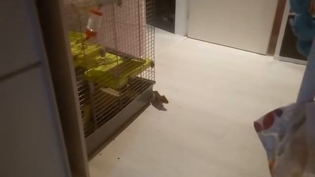 Крысы дома смотреть онлайн