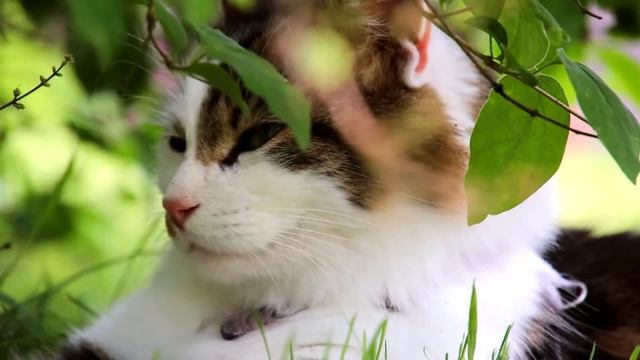 Canon EOS M50 Test footage (4K, 1080p, 720p) смотреть онлайн