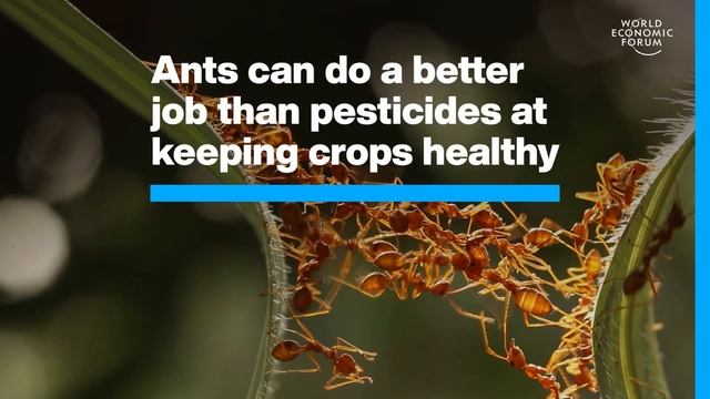 Lost Relics Revealed by Climate Change & Ants that protect crops | WEF | Stories of the Week смотреть онлайн