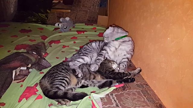 Бонапарт и Лиза нежатся. Шотландский вислоухий кот. смотреть онлайн