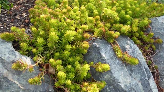 Beautiful Echeveria Laui & Echeverias in Landscapes | Leaf and Designs | Relax with Succulent Image смотреть онлайн