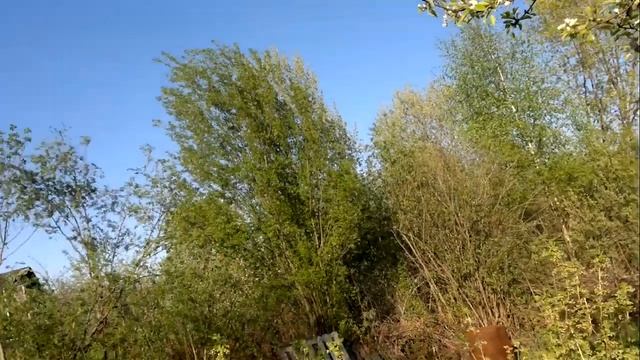 Как упоительно поёт соловей на даче ? Последний весенний месяц май! Ах, как прекрасна эта пора ???? смотреть онлайн