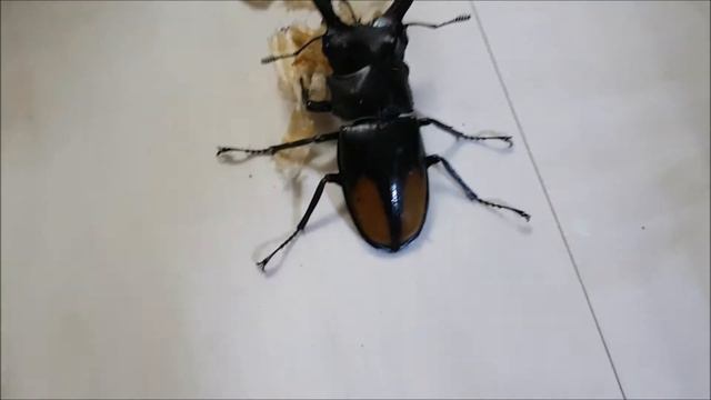 Unboxing Beetles + Flake Soil