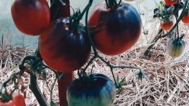 Томат Сержант Пеппер! Самый экзотичный сорт томата смотреть онлайн