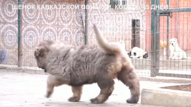 Продается щенок кавказская овчарка, кобель 1,5 месяца. www.r-risk.ru +79262205603 Ягодкина Татьяна смотреть онлайн