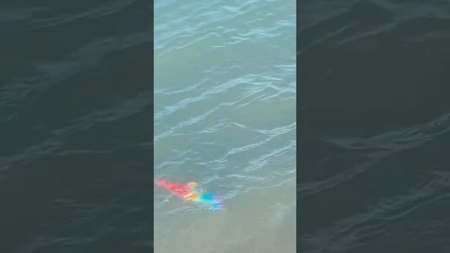 Fidgets Sink or Swim Pop Its Challenge I DIY Unicorn Fidget Toy Pool Game #shorts смотреть онлайн