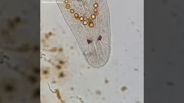 Plathelminthes red eyed flatworm смотреть онлайн