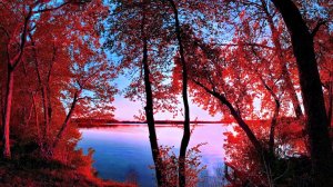 В красные тона. – Раймонд Паулс / In red Tones. – Raymond Pauls • ВидеоКанал «exZotikA»