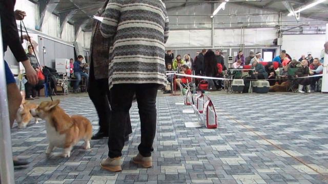 САРАТОВ САС 12.02.2017 смотреть онлайн