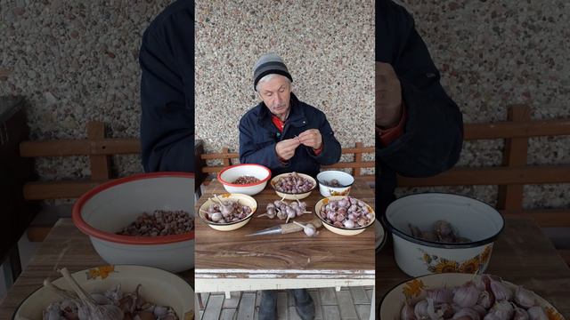 Готовим чеснок к посадке.... смотреть онлайн