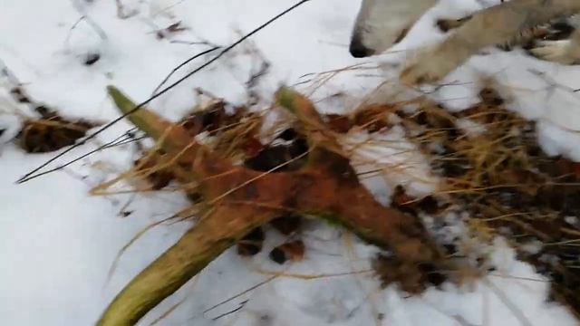 Поиск рогов 2020год смотреть онлайн