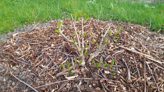 мой сад 27 апреля 2023 года смотреть онлайн