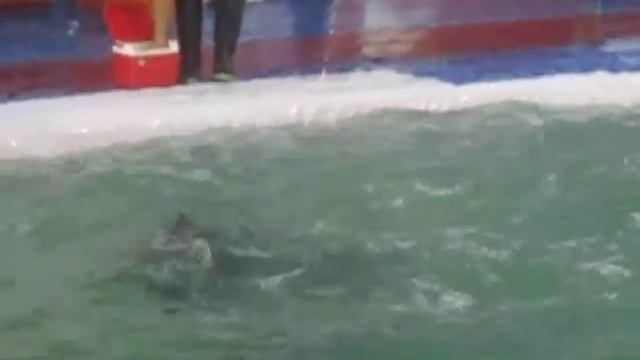 Smart and cute Dolphin From Java смотреть онлайн