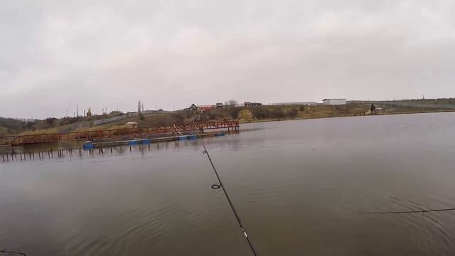 Прудовая ФОРЕЛЬ на платнике неподалеку от Ростова-на-Дону смотреть онлайн