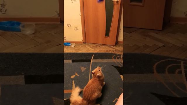 Кот который умеет высоко прыгать