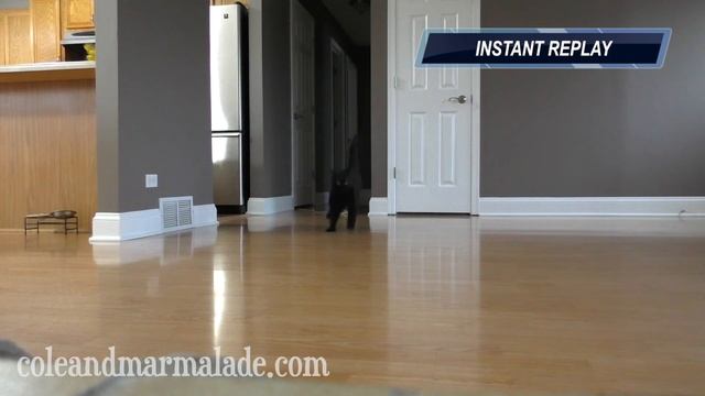 Ice Skating Cat! смотреть онлайн