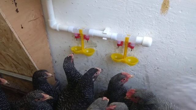 Ниппельные поилки смотреть онлайн