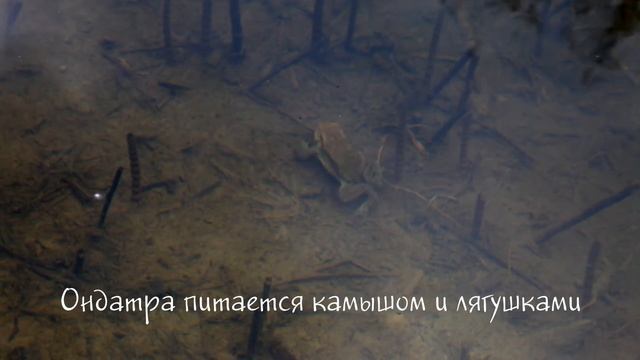 Живой Алтай. Ондатра смотреть онлайн