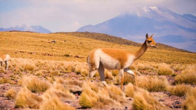 Exploring The Driest Desert In The World - Atacama Desert Road Trip смотреть онлайн