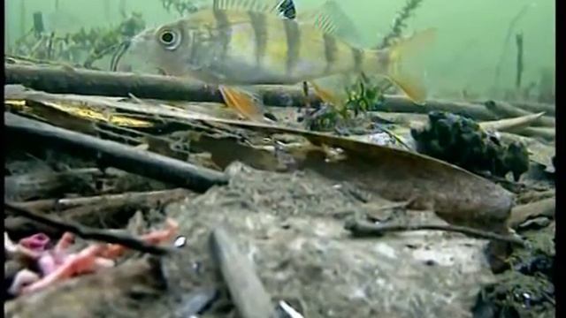 подводная камера cmos 238+fulham8520 смотреть онлайн