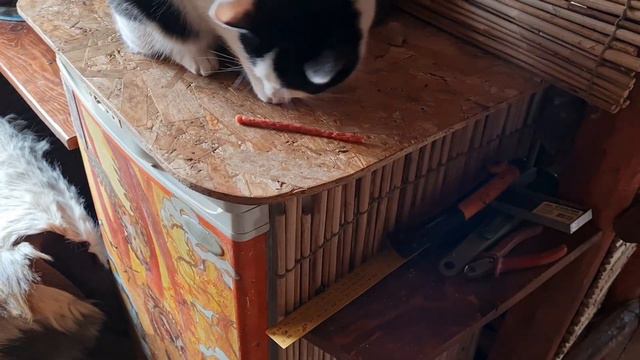Начало оттепели, радостная новость и игры хвостатиков смотреть онлайн