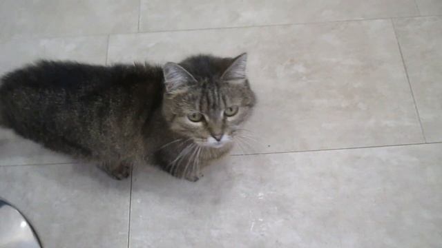 Запеченное в духовке — рецепты и советы