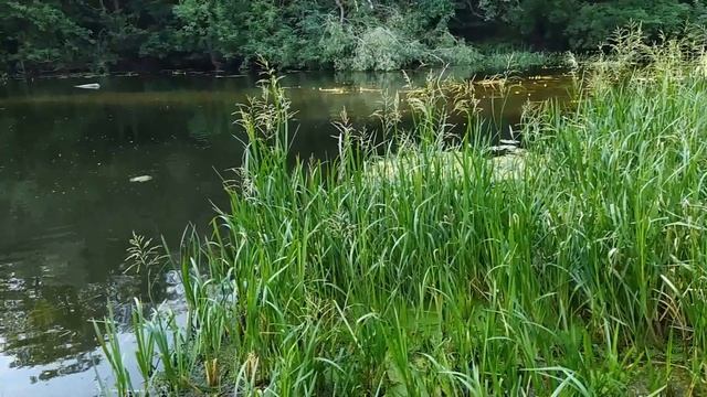 21 июня.ФЕДОР ЛЕТНИЙ. Народные приметы смотреть онлайн