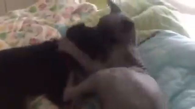 Donskoy sphynx cat plays with puppy смотреть онлайн