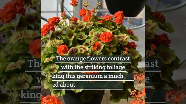 Semi Double-Bloom Geranium Brocade Fire