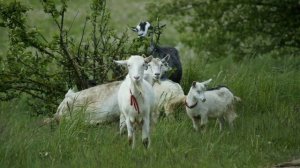 Кто пасётся на лугу?веселая песня!