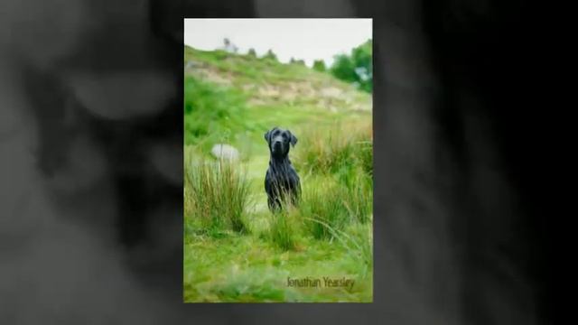 Pet Photography Best Of смотреть онлайн