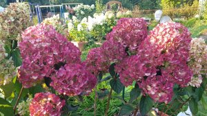 Гортензии в моём саду