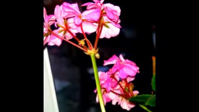 Мои комнатные, домашние цветы смотреть онлайн