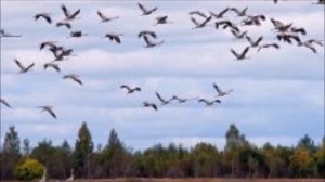 В белой рубахе по полю