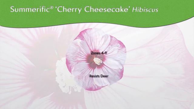 Proven Winners® Gardener Channel: Proven Winners® Summerific® 'Cherry Cheesecake' Hibiscus смотреть онлайн